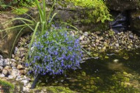 Lobelia erinus growing in container in stone border next to pond in summer.