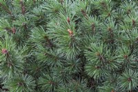 Pinus mugo - Mountain Pine shrub leaves in summer.