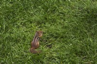Tamias striatus - Chipmunk foraging for spilled bird seeds in grass lawn in backyard in summer.