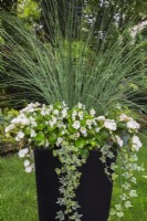 White Begonia, Hedera - Ivy and Juncus - Rush in large upright black container in backyard garden in summer.
