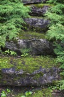 Stone steps covered with Bryophyta - Green Moss and bordered by Microbiota decussata shrubs in summer.