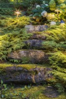 Illuminated stone steps covered with Bryophyta - Green Moss and bordered by Microbiota decussata shrubs in backyard garden at dusk in summer.