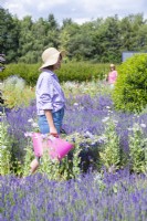 Woman carrying a trug of picked Cornflowers through the garden
