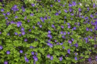 Geranium incanum 'Johnson's Blue' - Cranesbill in summer.
