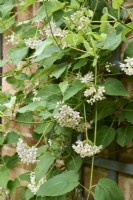 Dregea sinensis syn. Wattakaka sinensis - Chinese dregea - growing on wooden trellis
