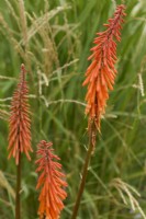 Kniphofia 'Shiny Beast' with Miscanthus sinensis 'Kleine Fontaine'
