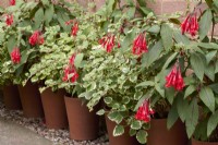 Fuchsia 'Mary' and Plectranthus coleoides 'Variegata' in terracotta pots