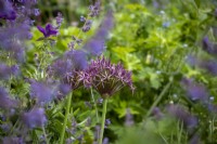 Allium cristophii in summer border surrounded with Nepeta 'Six Hills Giant'