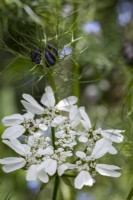Orlaya grandiflora and self-seeded nigella.