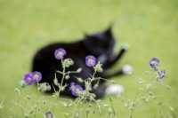 Cat on a lawn behind Geranium phaeum 'Mourning Widow'.