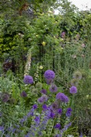 Alliums, Nepeta 'Walker's Low' and Salvia viridis 'Blue Monday', with paler contrasts from Digitalis 'Sutton's Apricot', and roses, Queen Christina, The Pilgrim and Bonica, in the bed behind.