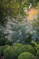 Miscanthus sinensis 'Silberfeder' above Box topiary balls in autumnal border
