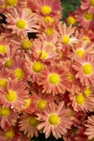 Chrysanthemum 'Cottage Apricot'