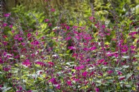 Salvia curviflora 'Tubular Bells'