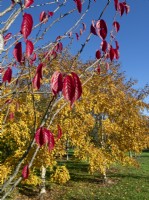 Betula ermanii - Gold birch and Prunus Sargentii; Sargents cherry foliage early November