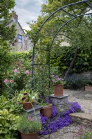 Rosa Bonica behind arch and self-seeded campanula on step. In
the pots: Lavandula angustifolia with Pelargonium bradfordianum and
Pelargonium 'Pink Capitatum'. In the background, against the wall (beneath Amelanchier lamarckii) Nepeta 'Six Hills Giant'.