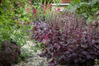 Rusty metal flower bowl with a line of Heuchera 'Palace Purple' with self-seeded Centranthus ruber behind.
