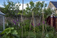 Vegetable garden with self-seeded foxgloves, potatoes, runner bean poles, 'Purple Magnolia' peas and apple trees (pictured, 'Red
Falstaff').