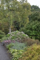 Mixed border with hydrangea, and sedum at Ness Botanic Garden, Liverpool, September