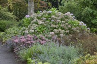 Mixed border with hydrangea, and sedum at Ness Botanic Garden, Liverpool, September