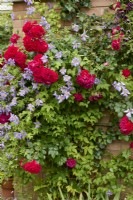 Rosa The Prince's Trust 'Harholding' and Clematis 'Emilia Plater'