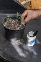 Placing new cuttings of Lavender into a pot around edge
