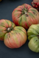 The Malvern Show, giant tomatoes