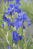 Bearded Iris 'Yakina Blue,' May