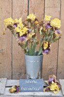  cut flowers of Iris 'Sunny Awakening' in a vase, May.
