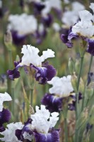 Bearded Iris 'Fragrance des Sables,' 'Fragrance of the Sands' May