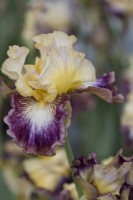 Bearded Iris 'Meteorite' , May