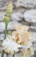 Iris ' Sous le Charme', Under the Spell, May