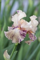  Bearded Iris 'Raspberry Silk', May