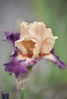 Bearded Iris 'Abondante Floraison', 'Abundant Flowering,' May