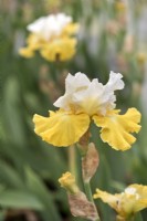 Bearded Iris 'Joviality,' May