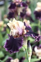 Bearded Iris 'Hold My Hand.' May