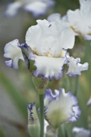 Bearded Iris 'Front de Mer,' ' Sea Front,' May.