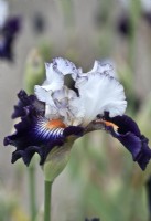 Bearded Iris 'Terre a Silex,' May