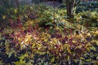 Autumnal border with fallen leaves, grasses, ferns and Cornus alba 'Sibirica'