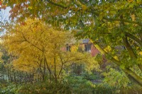 View of deciduous trees and shrubs in an informal country cottage woodland garden in Autumn - November