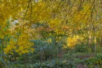View of deciduous trees and shrubs in an informal country cottage garden in Autumn - November
