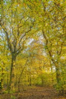 View of  a mixed woodland of Beech, Oak and Birch trees in Autumn - November