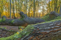 View of a fallen tree trunk in a mixed woodland of Beech, Oak and Birch trees in Autumn - November