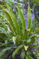 Asplenium scolopendrium fern in Autumn - November