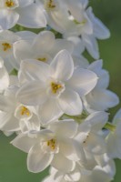 Narcissus tazetta 'Nir' flowering in Autumn - November