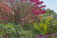 Euonymus alatus 'Compactus' in a garden border in Autumn - November