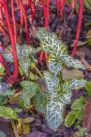 Arum italicum 'Marmoratum' leaves beneath Cornus sibirica 'Baton Rouge' stems in Autumn - November