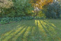 Betula medwediewii beside a lawn with shrubs, perennials' fallen leaves and long shadows in an informal country cottage garden in Autumn - November