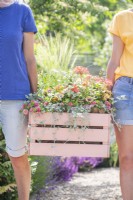 Two women carrying a wooden crate planted with Osteospermums, Helichrysum 'Silver', Stipa tenuissima, Geranium Variegated 'Frank Headley', Antirrhinum 'Rose Pink', Calibrachoa 'Can Can Double Apricot' and Dichondra 'Silver Falls'