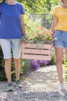 Two women carrying a wooden crate planted with Osteospermums, Helichrysum 'Silver', Stipa tenuissima, Geranium Variegated 'Frank Headley', Antirrhinum 'Rose Pink', Calibrachoa 'Can Can Double Apricot' and Dichondra 'Silver Falls'